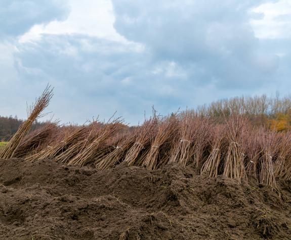 Boomplantactie Den Diel Dessel